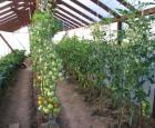 Выращивание помидор в теплице Помидоры в теплице выращивание просто