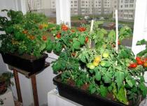 Выращивание помидоров в домашних условиях – мини-огород на окне