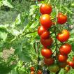 Высокоурожайные сорта помидор Среднеранние сорта томатов для открытого грунта