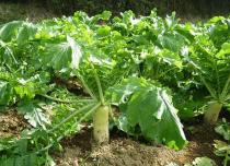 Особенности посадки черной редьки: выращивание и уход в открытом грунте На огороде в открытом грунте