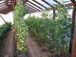 Выращивание помидор в теплице Помидоры в теплице выращивание просто