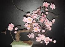 Прекрасная сакура-бонсай из семян: сложно, но возможно Будет ли расти сакура на урале