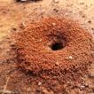 Как бороться с муравьями на огороде