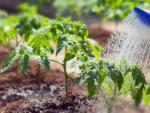 Полив огорода — поливная норма, сколько раз, когда и как поливать Полив в чаши или чеки