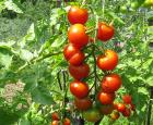 Высокоурожайные сорта помидор Среднеранние сорта томатов для открытого грунта